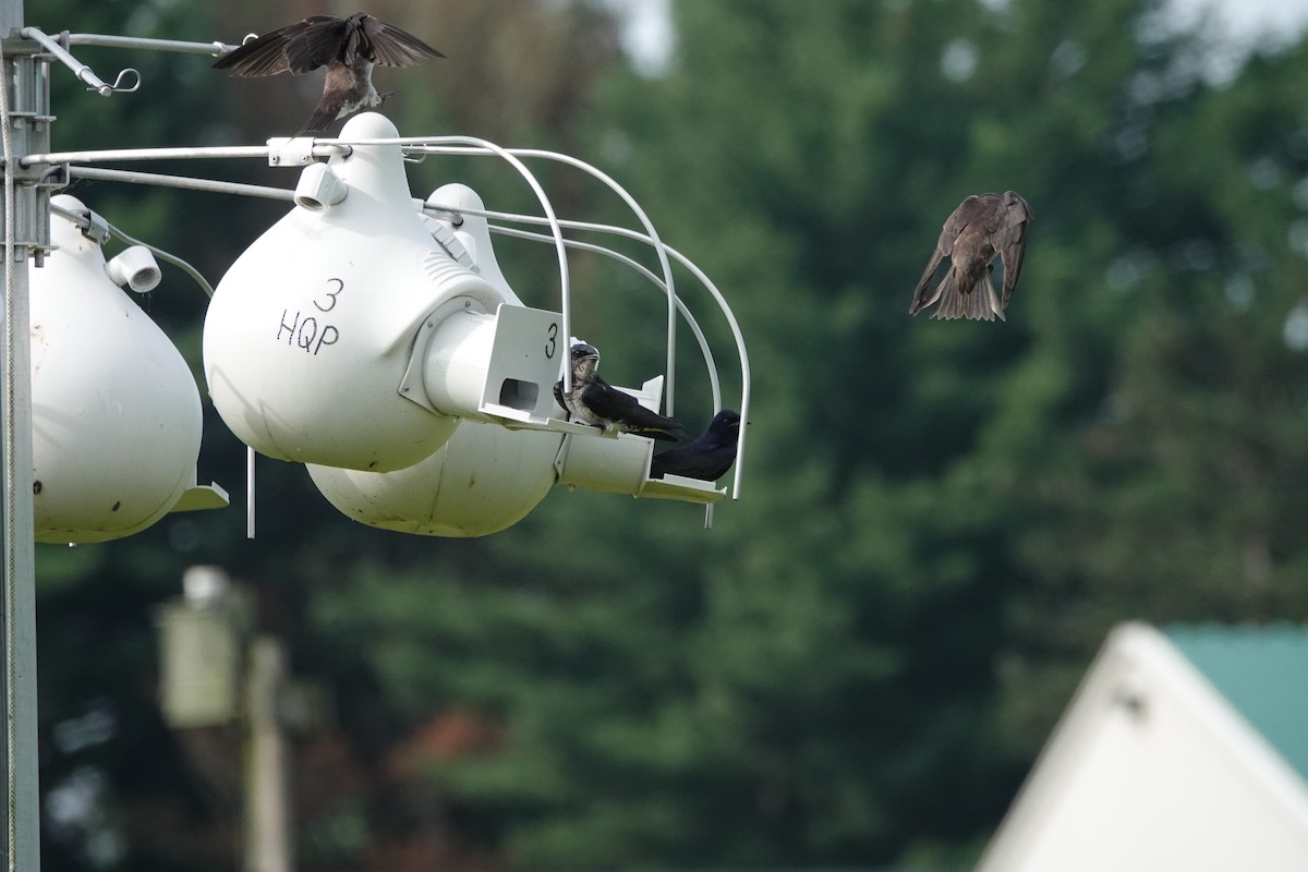 Purple Martin - ML639021577