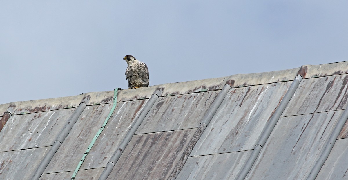 Peregrine Falcon - ML639021585