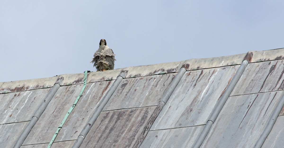 Peregrine Falcon - ML639021586