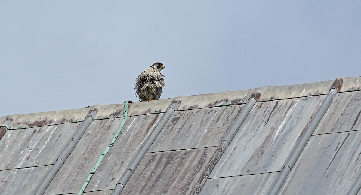 Peregrine Falcon - ML639021587