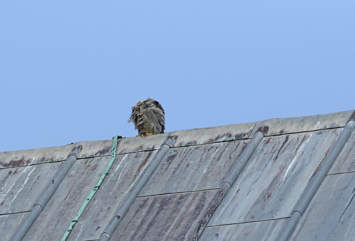 Peregrine Falcon - ML639021588