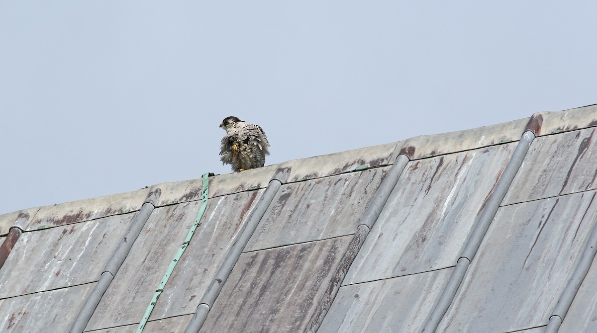 Peregrine Falcon - ML639021589