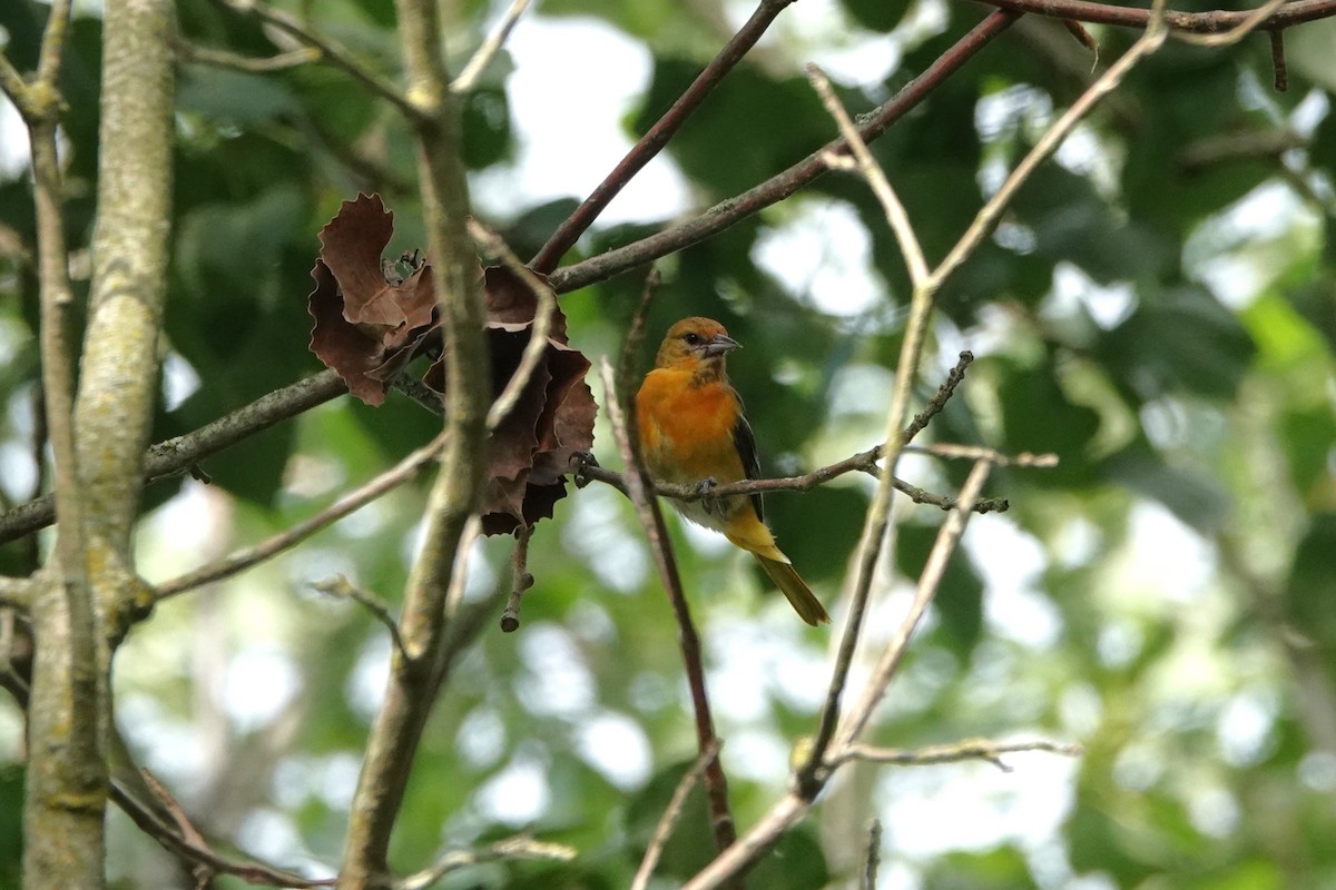 Baltimore Oriole - ML639021590