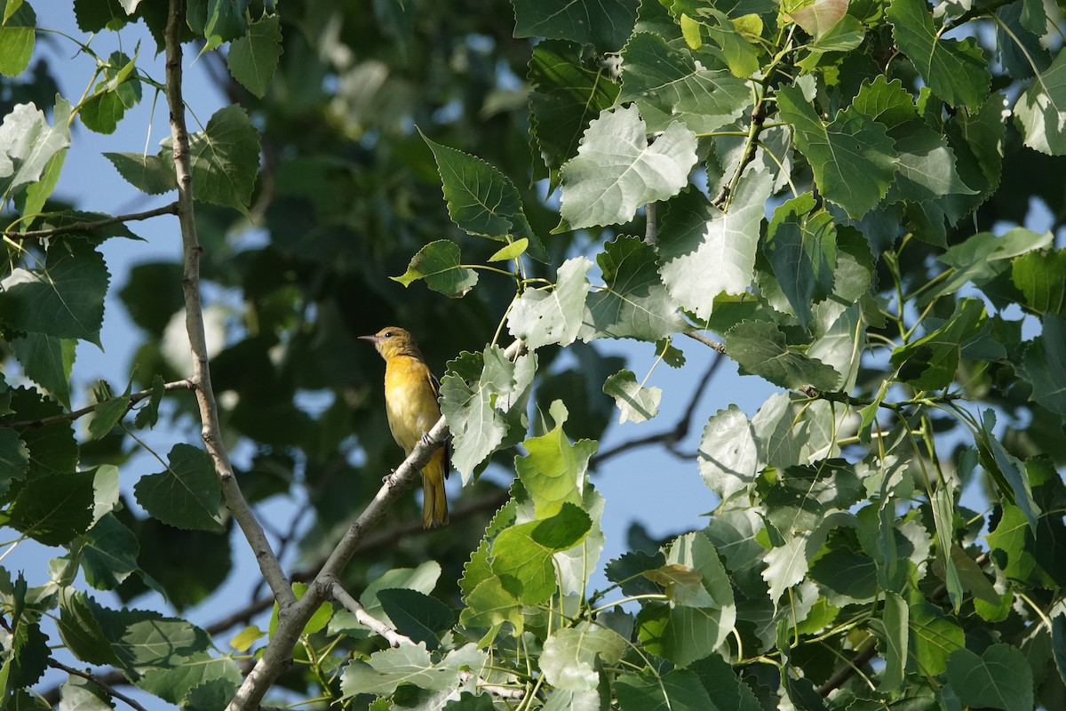Baltimore Oriole - ML639021596