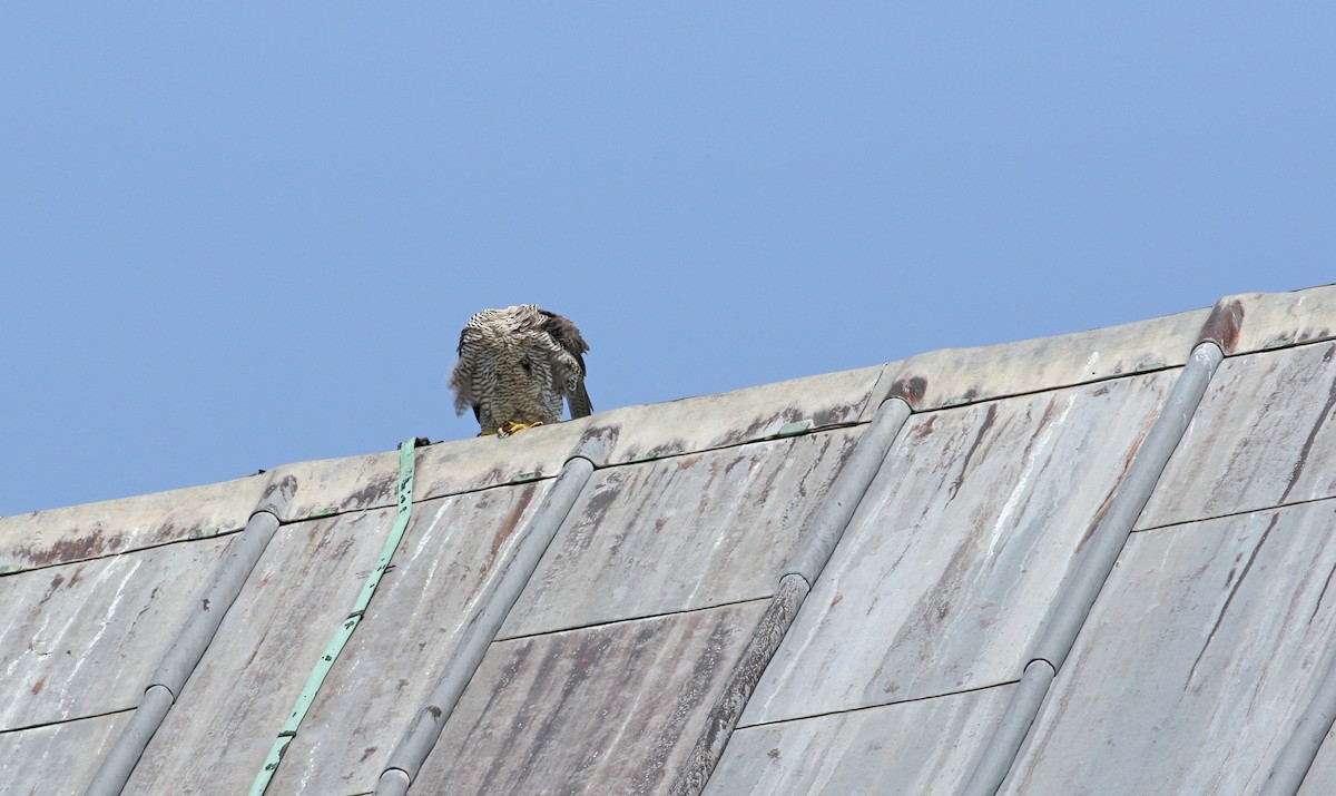 Peregrine Falcon - ML639021597