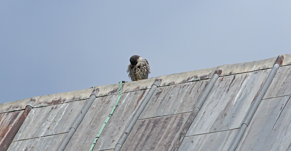Peregrine Falcon - ML639021598