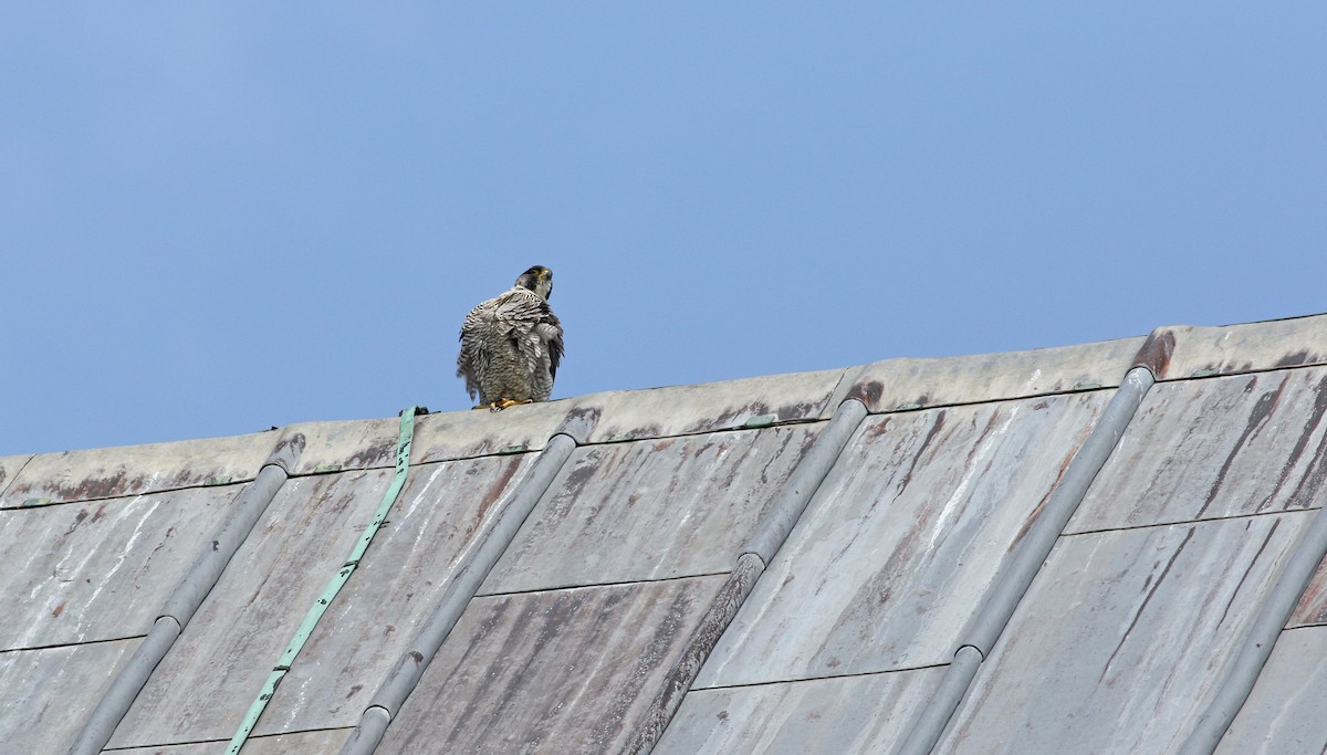 Peregrine Falcon - ML639021599