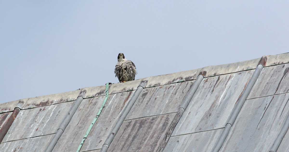 Peregrine Falcon - ML639021600