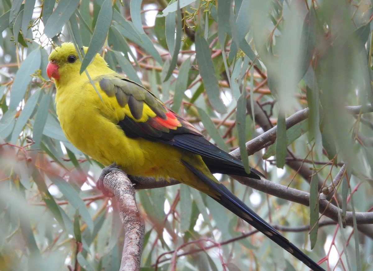 Regent Parrot - ML639021616