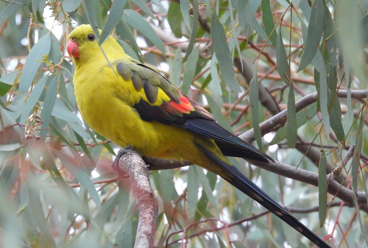 Regent Parrot - ML639021617