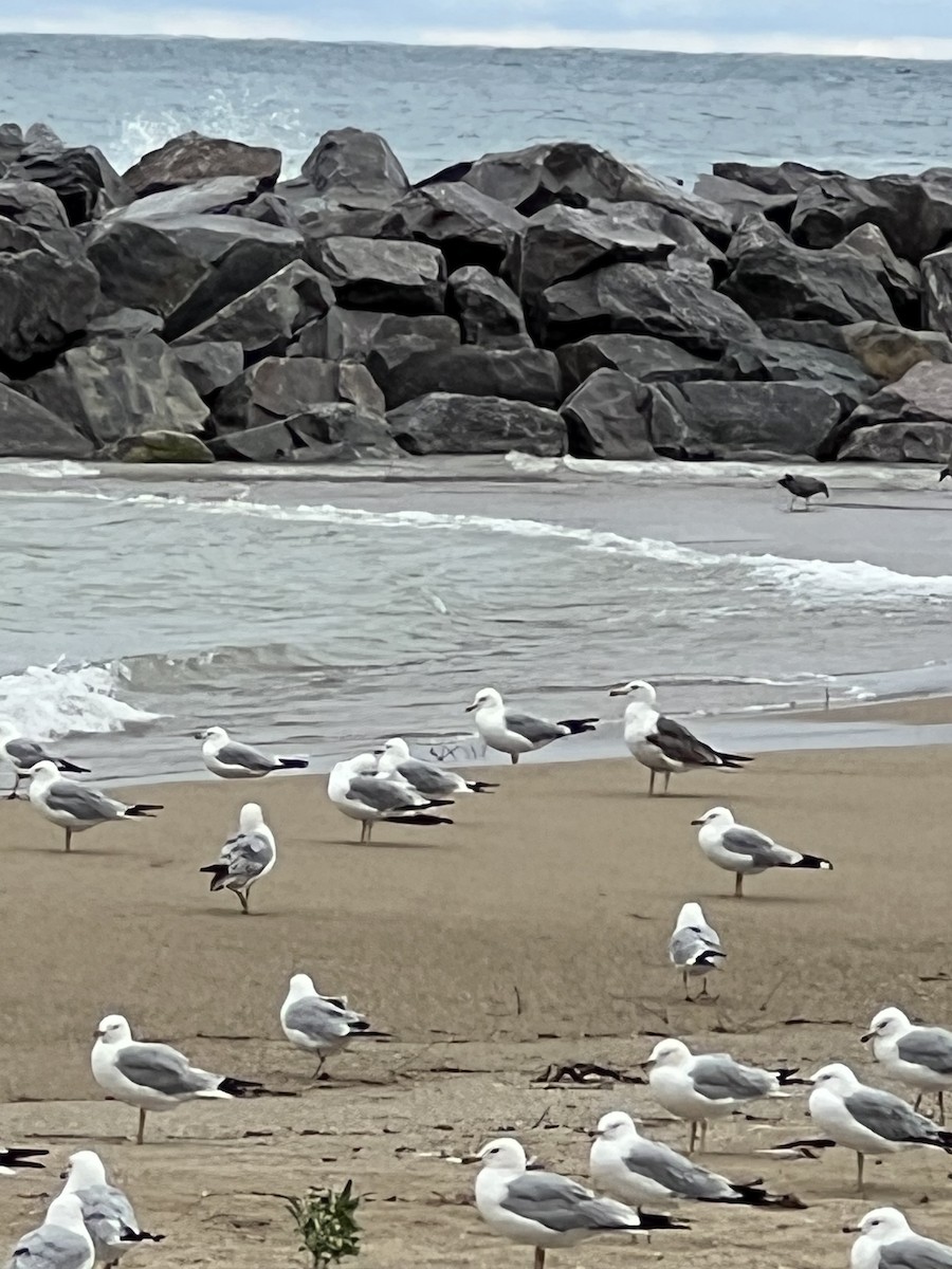 Бэсрэг цахлай - ML639021630