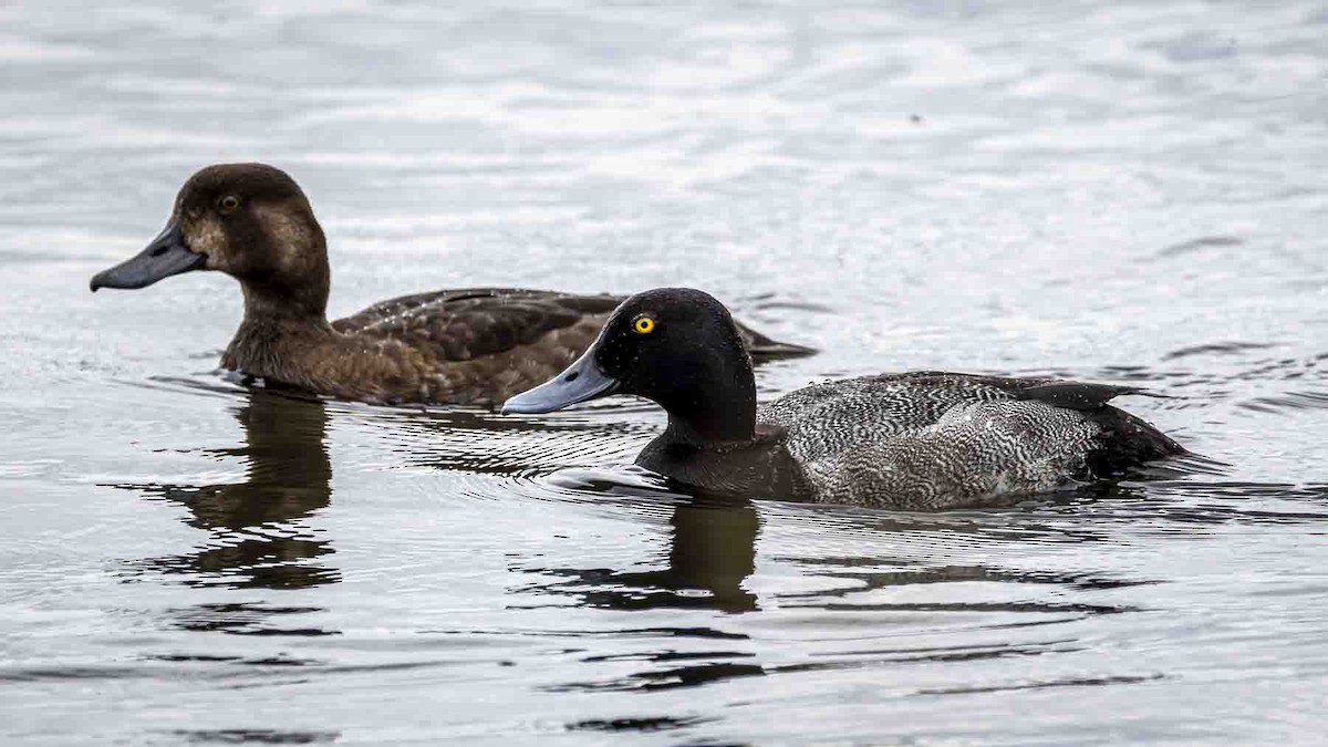 Greater Scaup - ML639021671
