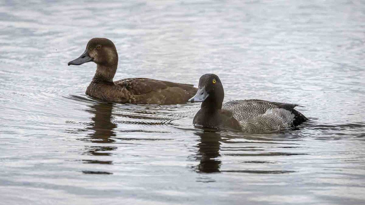 Greater Scaup - ML639021672