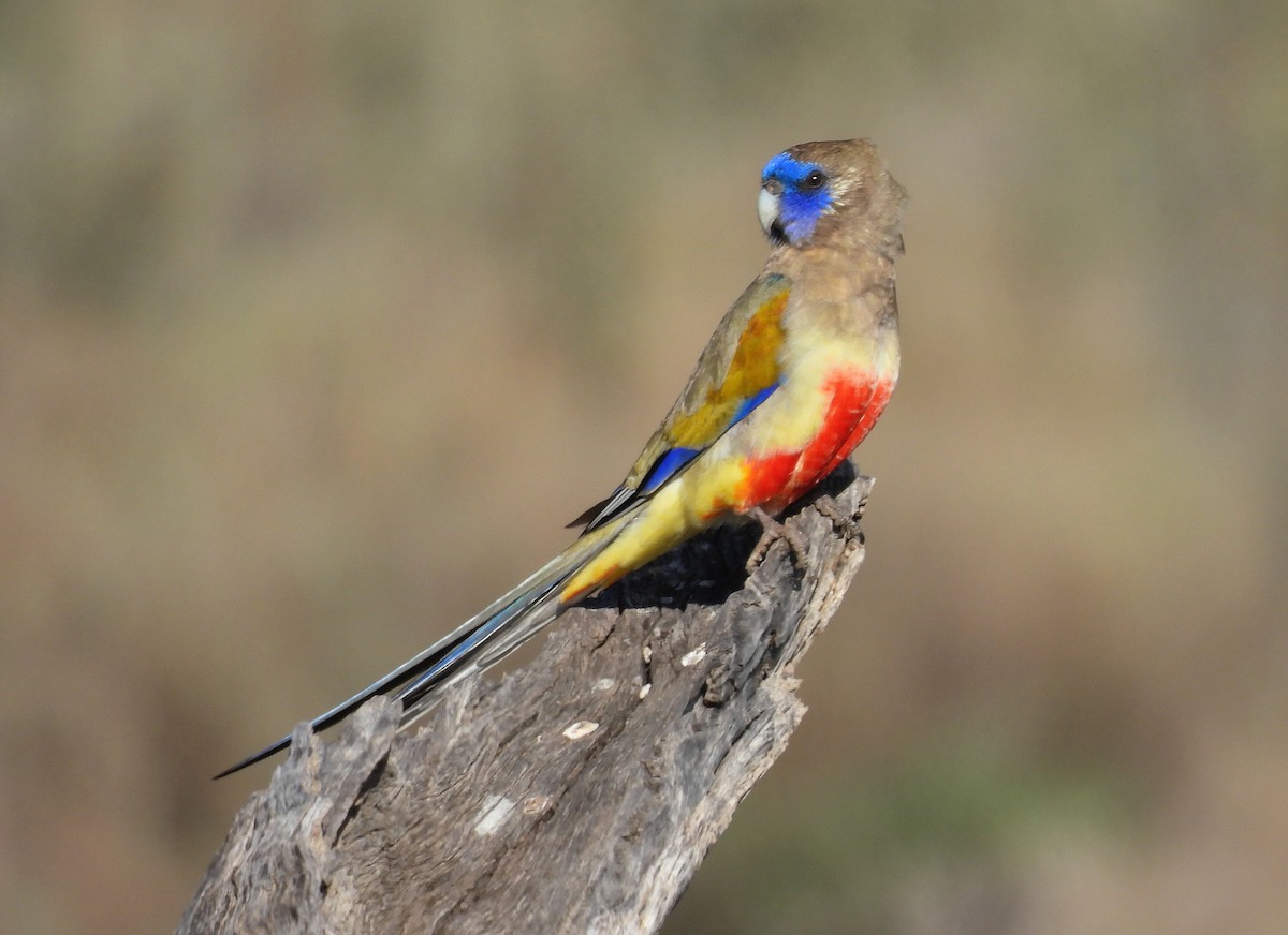 Greater Bluebonnet - ML639021692