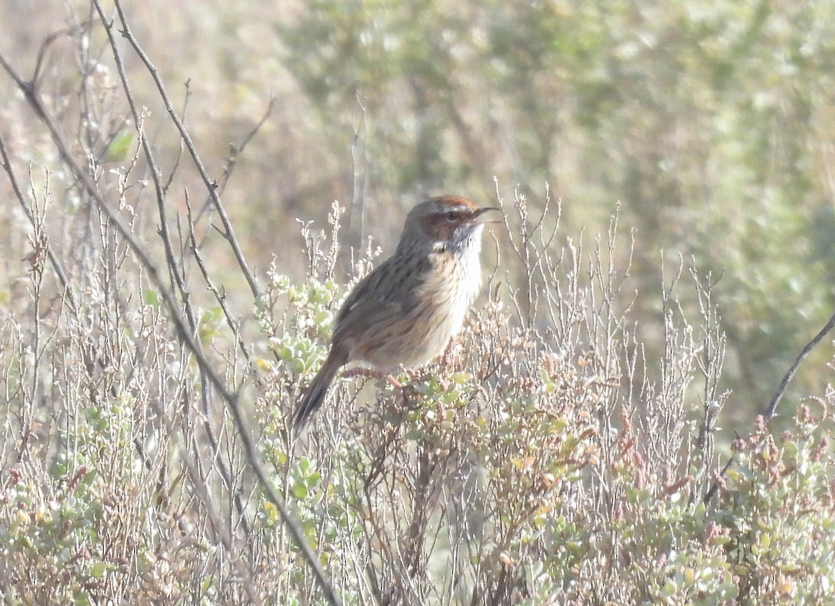Rufous Fieldwren - ML639021694