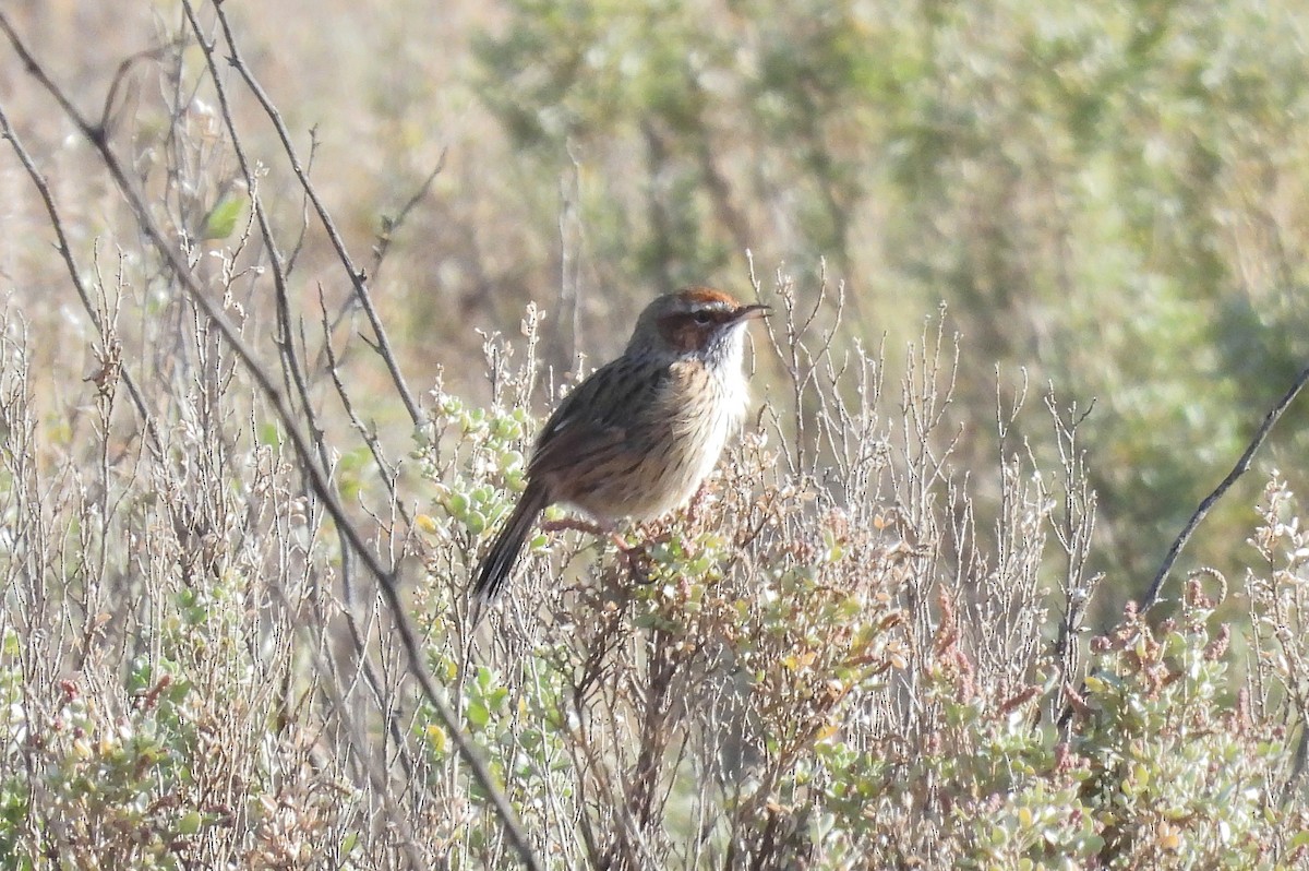 Rufous Fieldwren - ML639021695