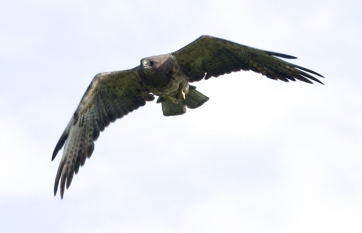 Swainson's Hawk - ML639021823