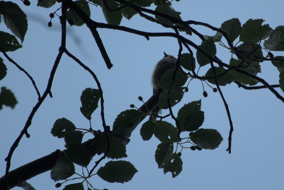 Long-tailed Tit - ML639021849