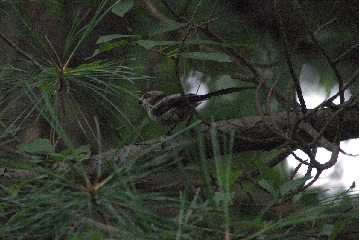 Long-tailed Tit - ML639021850
