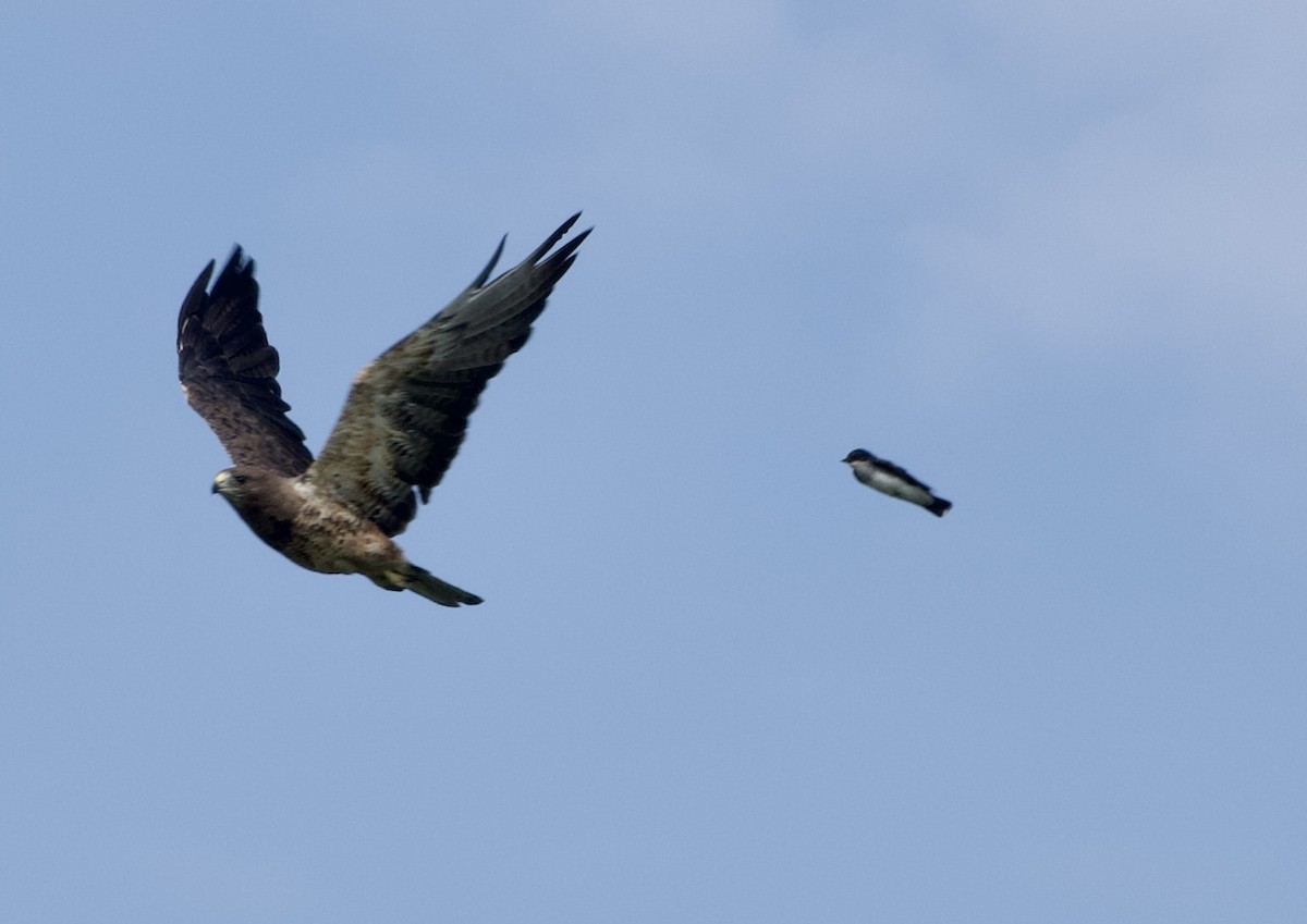 Swainson's Hawk - ML639021863