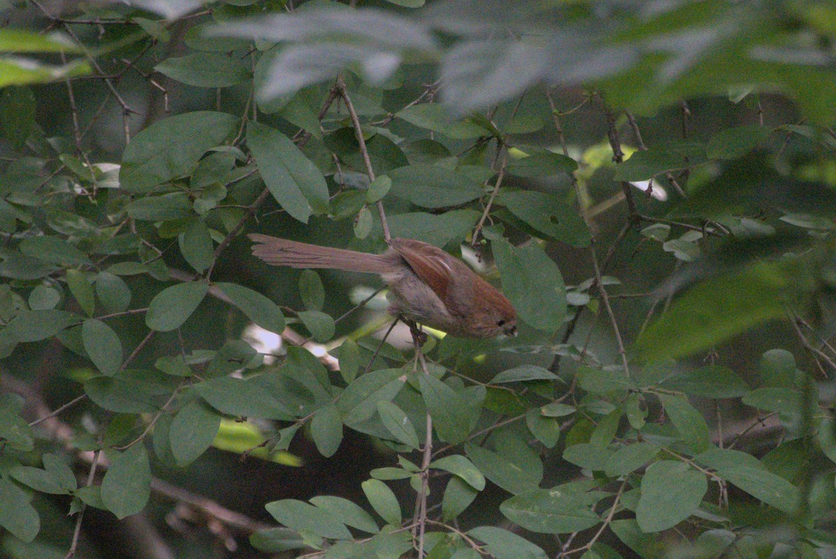 Vinous-throated Parrotbill - ML639021864