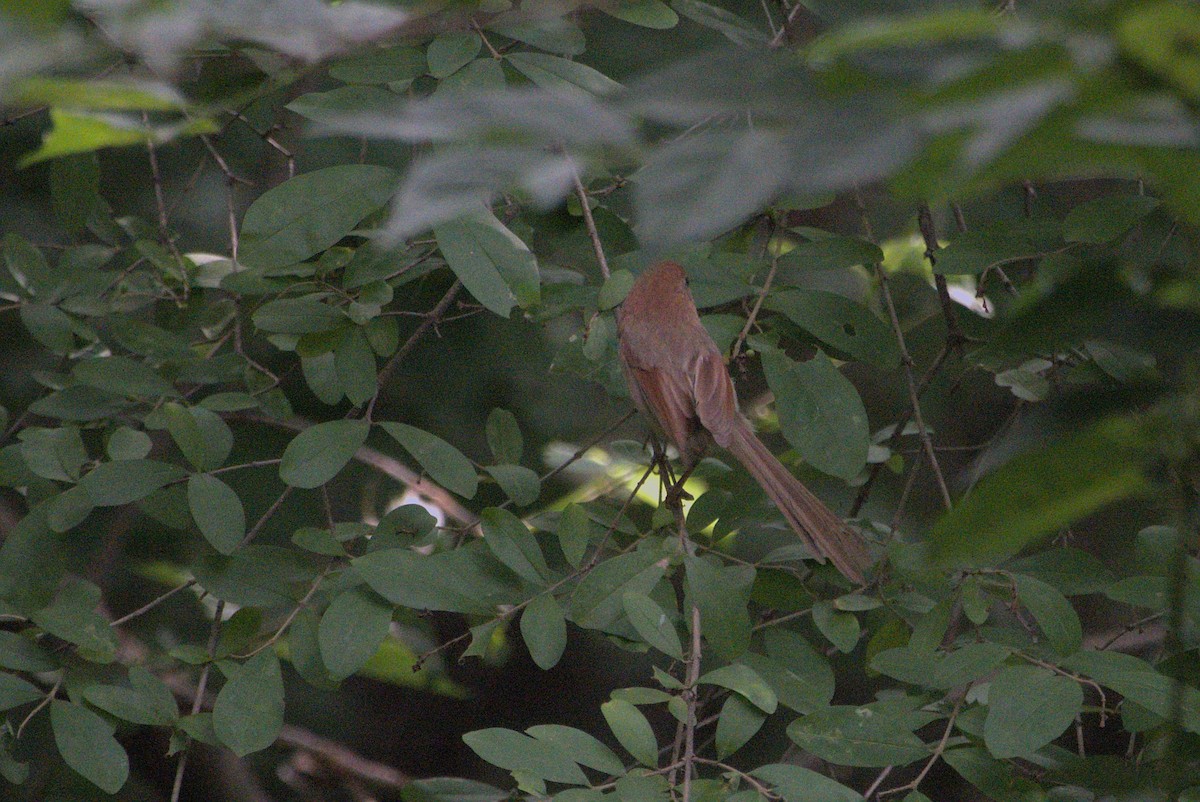 Vinous-throated Parrotbill - ML639021865