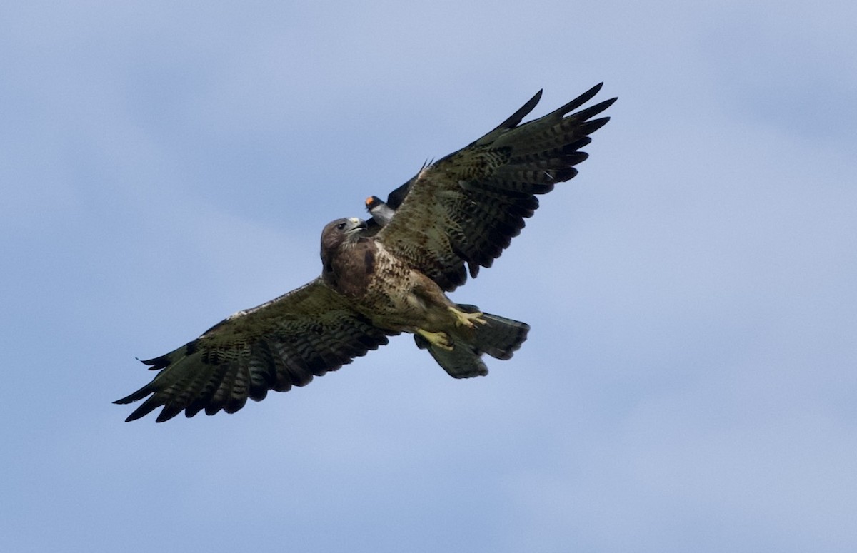 Swainson's Hawk - ML639021890
