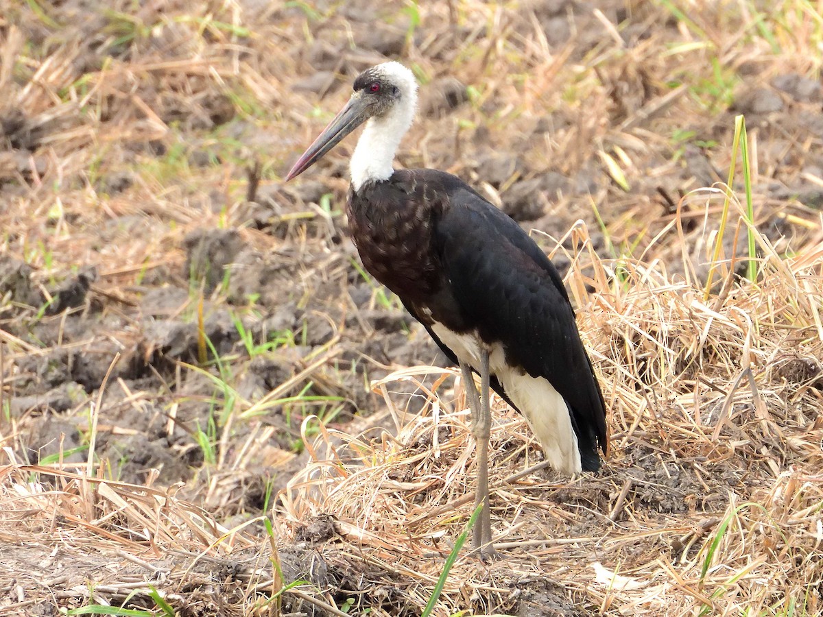 African Woolly-necked Stork - ML639021891