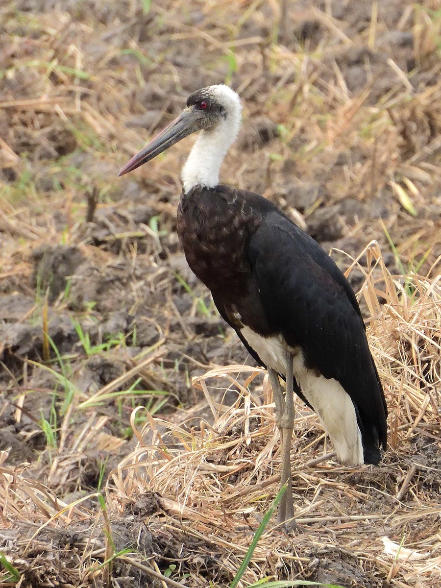 African Woolly-necked Stork - ML639021897