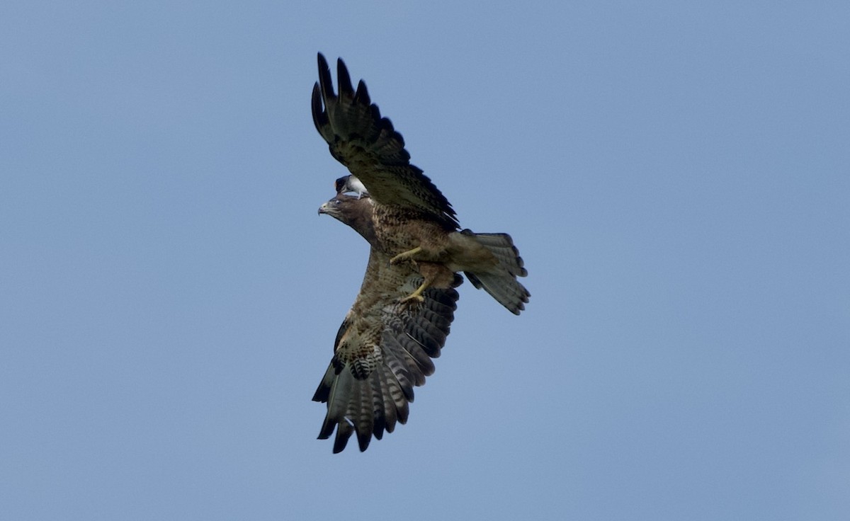 Swainson's Hawk - ML639021922