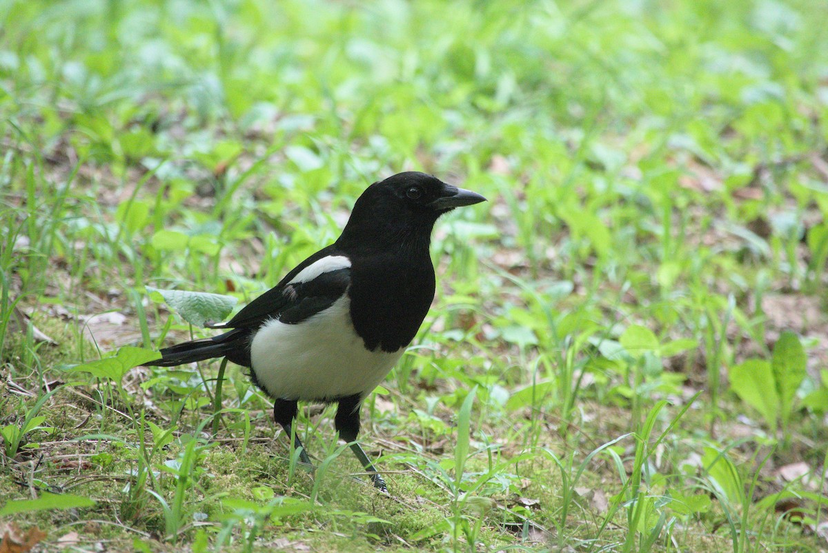 Oriental Magpie - ML639021937