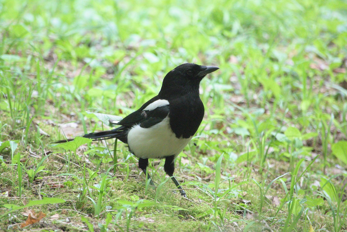 Oriental Magpie - ML639021939