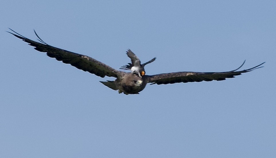 Swainson's Hawk - ML639021954
