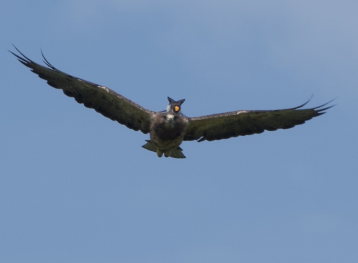 Swainson's Hawk - ML639021974