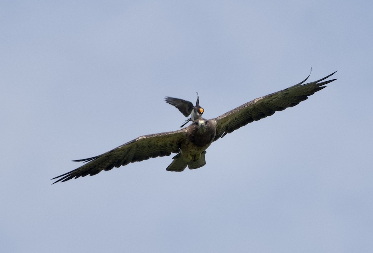 Swainson's Hawk - ML639021981