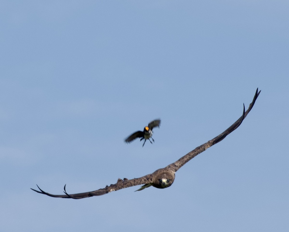 Eastern Kingbird - ML639021998