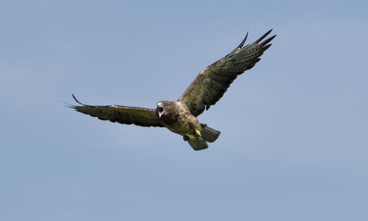 Swainson's Hawk - ML639022013