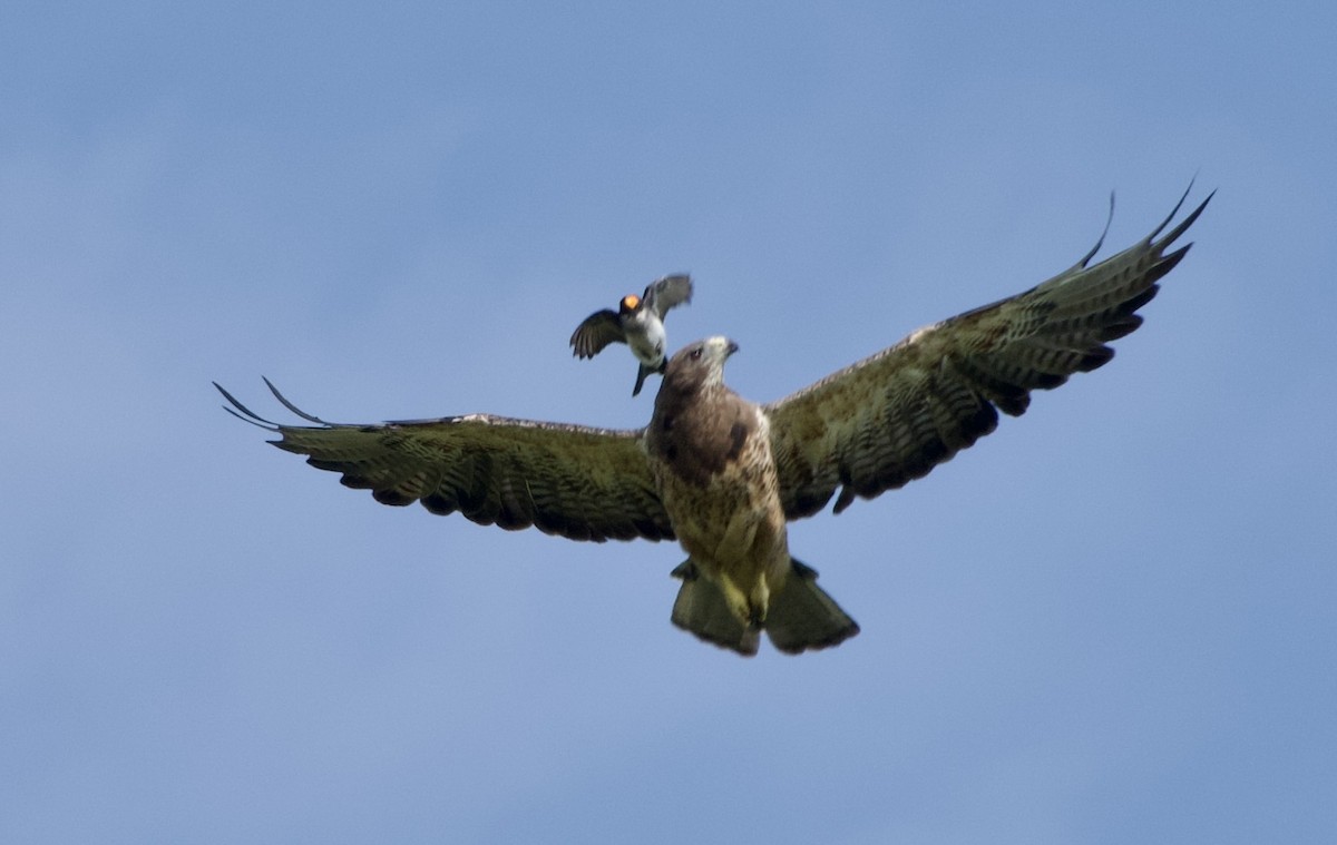 Swainson's Hawk - ML639022027