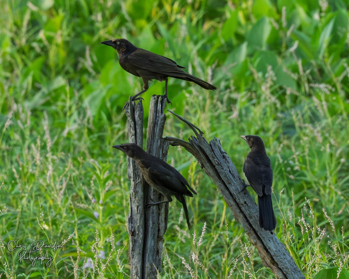 Common Grackle - ML639022042