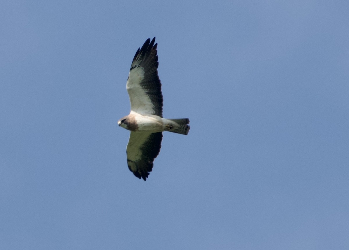Swainson's Hawk - ML639022069