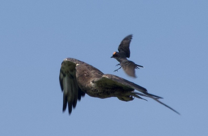 Eastern Kingbird - ML639022107