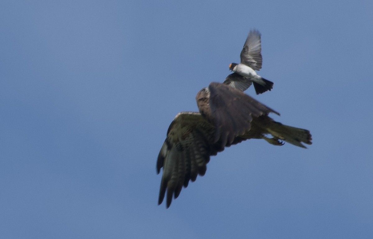 Eastern Kingbird - ML639022121