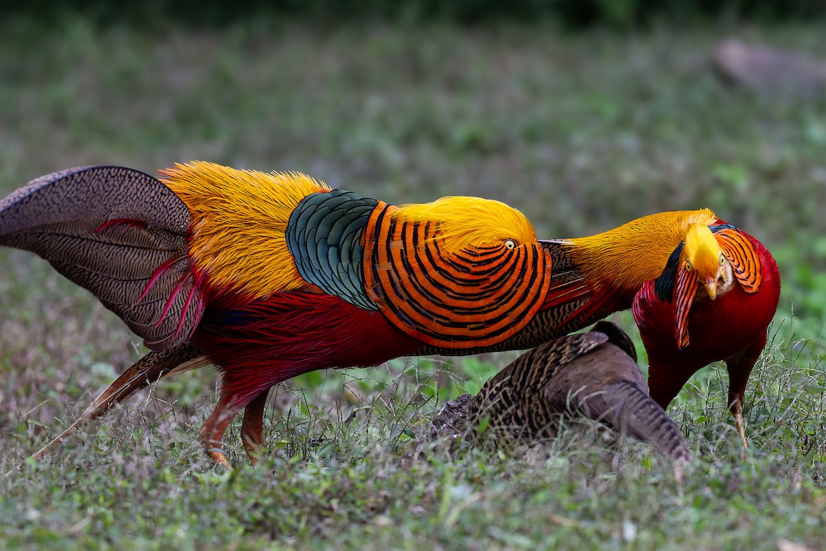 Golden Pheasant - ML639022140