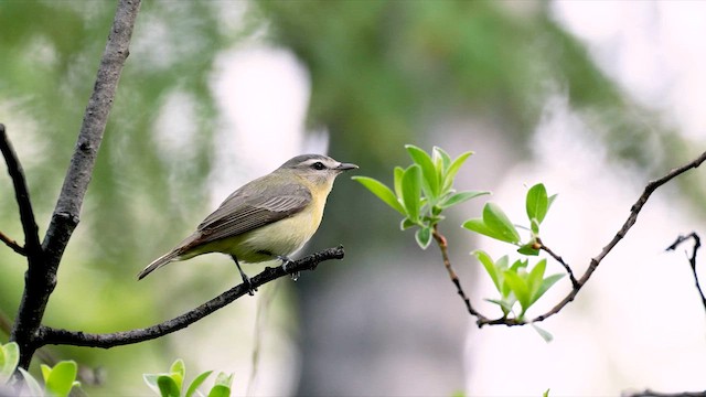 セアカモズモドキ - ML639022151