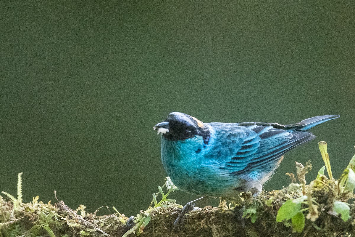 Golden-naped Tanager - ML639022154