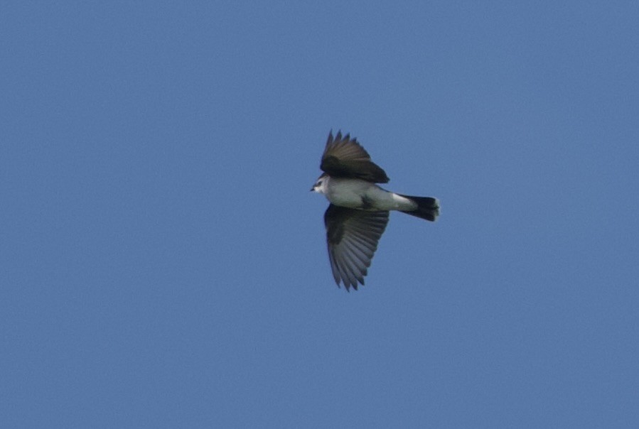 Eastern Kingbird - ML639022155
