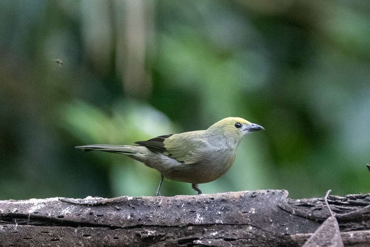 Palm Tanager - ML639022162