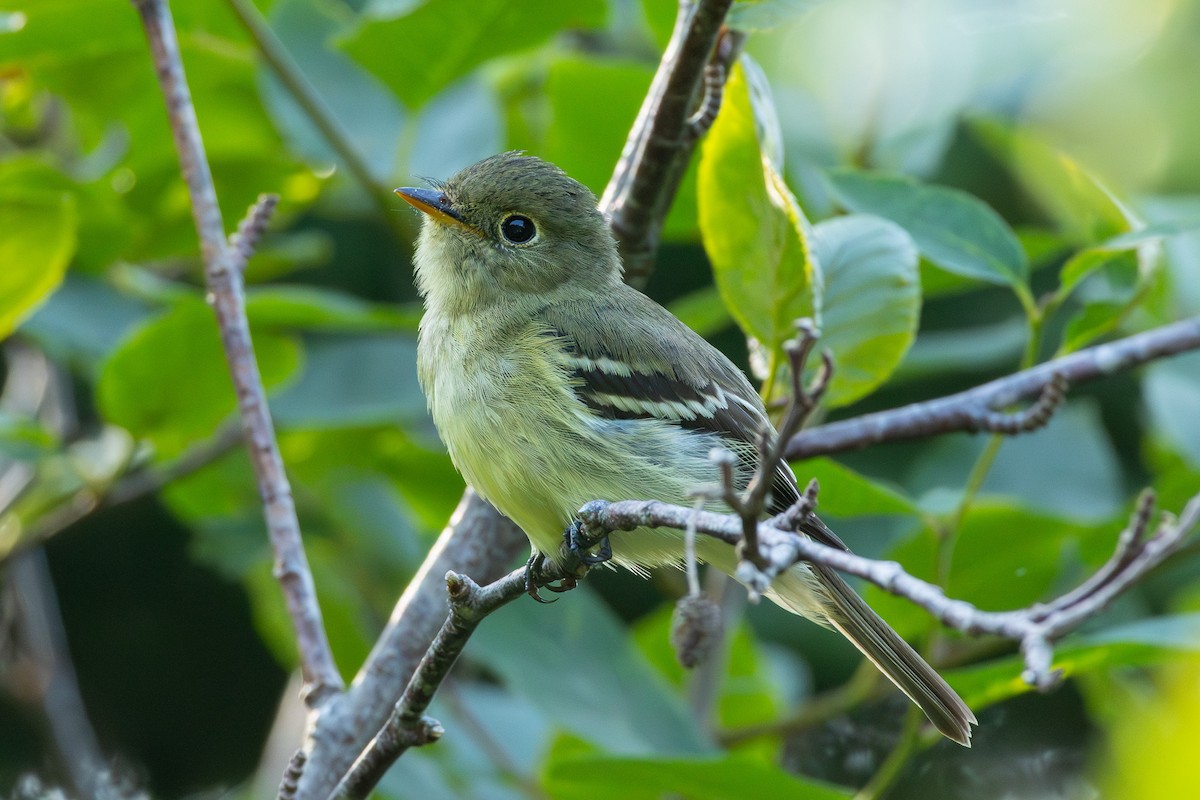 Yellow-bellied Flycatcher - ML639022190