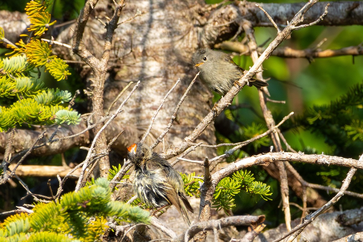 Ruby-crowned Kinglet - ML639022195
