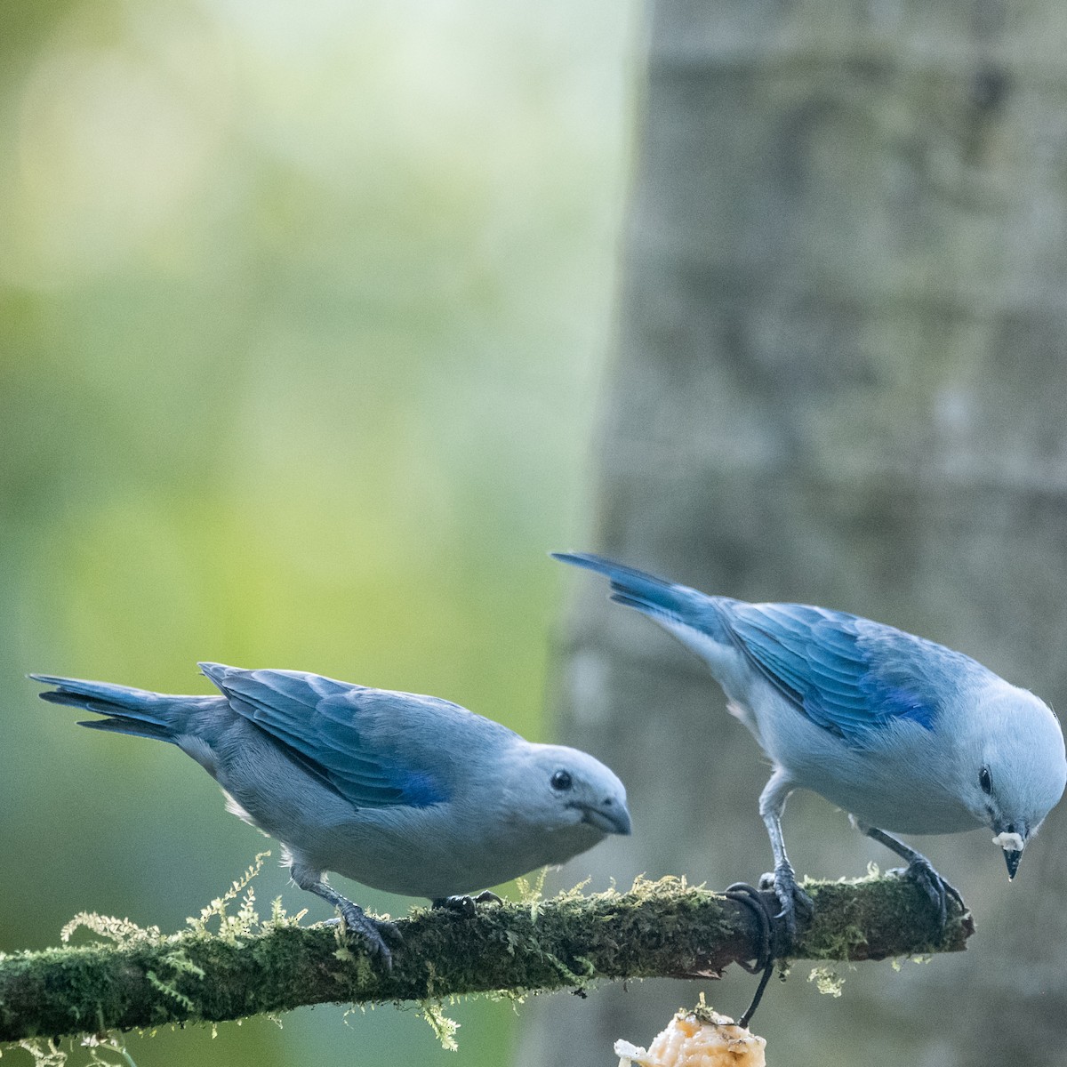 Blue-gray Tanager - ML639022225